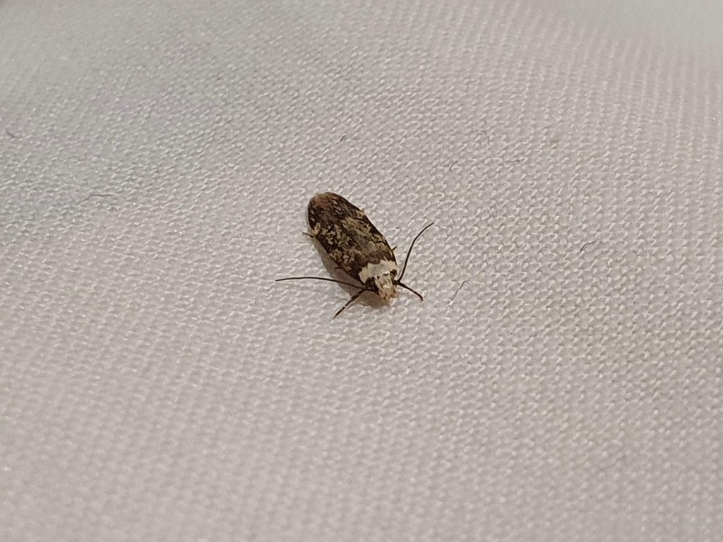 Close-up photo of a textile moth, commonly found in homes and businesses in Maidstone