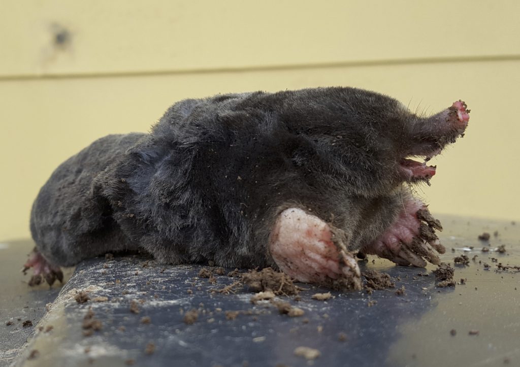 mole_control_maidstone_garden_mole_removal