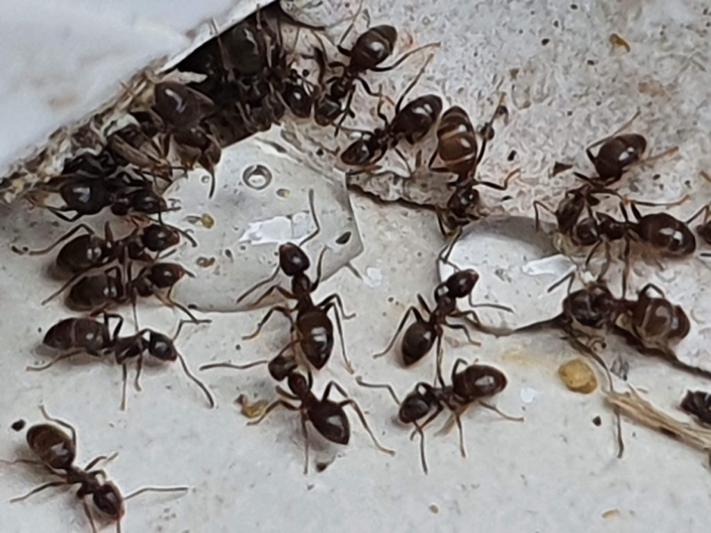 ant-neat-treatments-maidstone-me14-me15