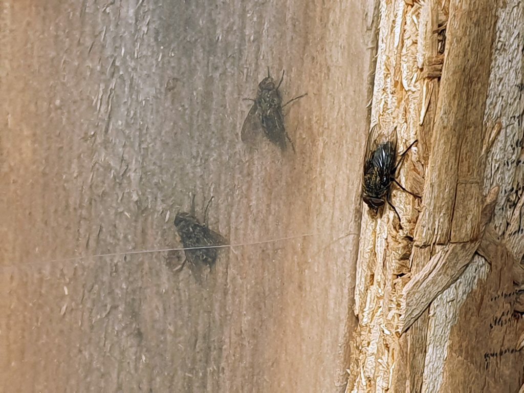 cluster-fly-control-maidstone-kent