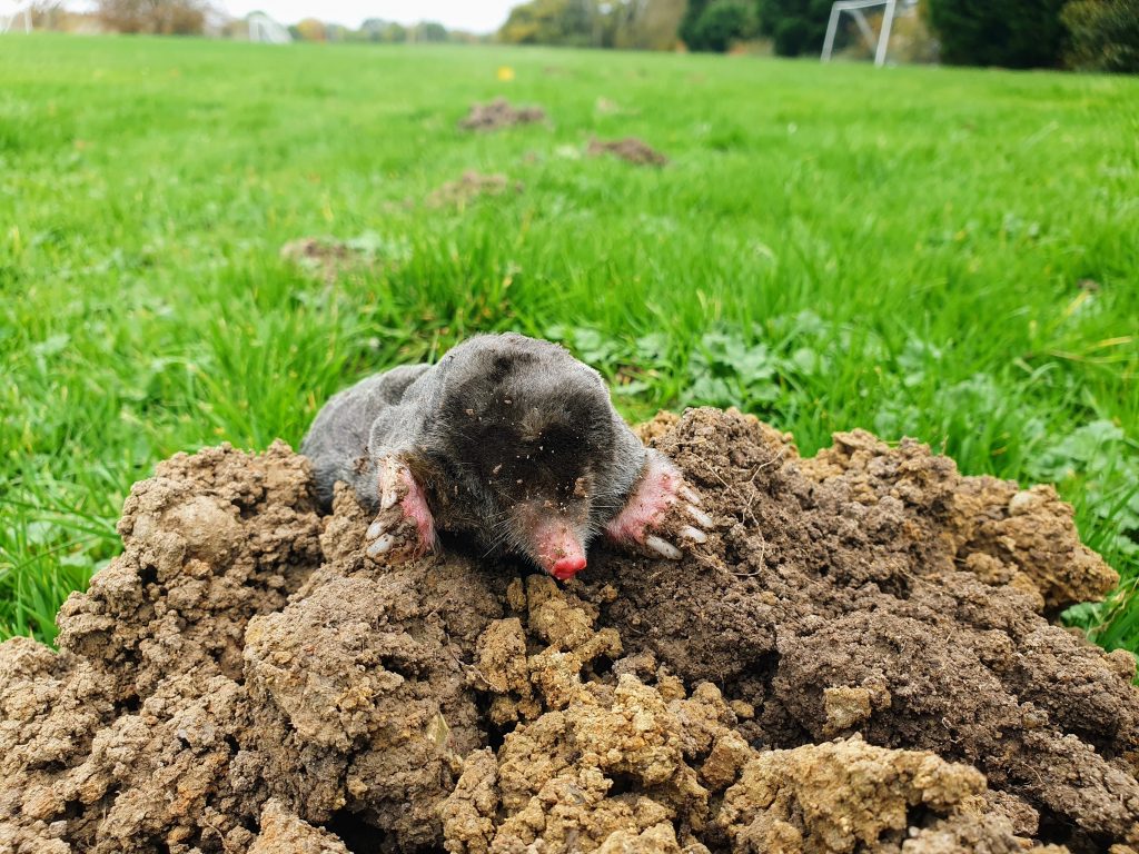 mole_control_maidstone_garden_mole_catcher_near_me