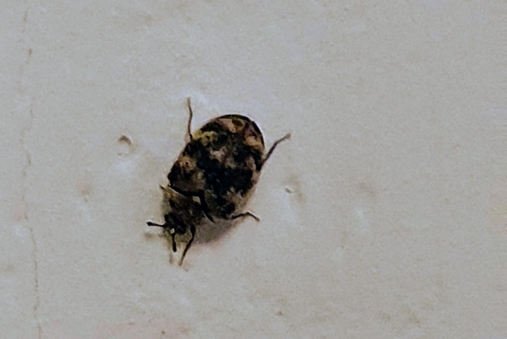 varied carpet beetle control maidstone